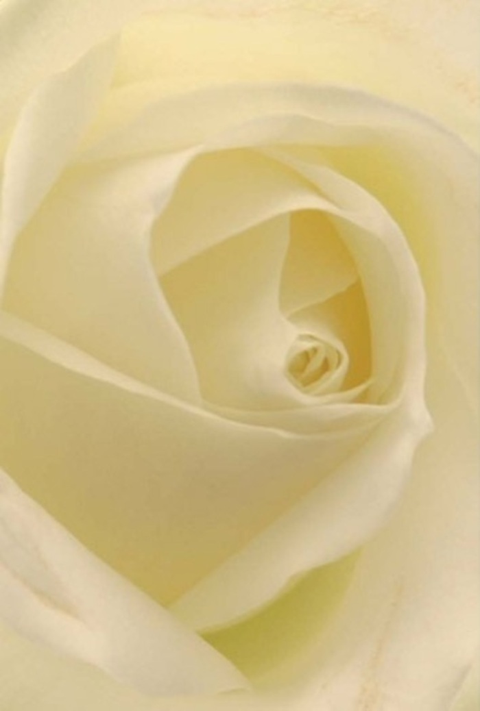 With a close gaze upon this exquisite white rose, one becomes lost in its intricate elegance-the swirling layers and gradations of cream echoing the gentle rhythms of Coulsdon's tranquil mornings. The petals, flawless and supple, fold inward in a timeless spiral, each line and shadow revealing both the bloom's fragility and its quiet resilience. Illuminated by the softest daylight-perhaps reminiscent of the first light over Farthing Downs-the flower exudes a mood of reflection and peace, making it a cherished selection for commemorating milestones or conveying deep sentiments. The nuanced interplay of shadow and sheer petal, with hints of pale lemon at the edges, gives the arrangement an almost luminous quality. As a florist rooted in Coulsdon, I see every one of these blooms as an expression of our community's gentle spirit-whether set upon a dining table near Cane Hill Park or delivered as a gentle condolence on Woodcote Grove Road. The subtle fragrance that whispers from the petals embodies clarity and calm, ensuring that each composition not only enchants the senses but also honors the unique occasions of life's journey through Coulsdon and its surroundings. Such a rose speaks in a language more eloquent than words, carrying messages of hope, purity, and enduring love.